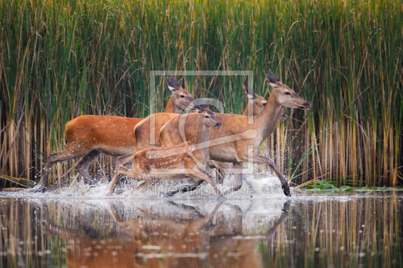 frei w&auml;hlbarer Bildausschnitt f&uuml;r Ihr Bild auf Mousepad