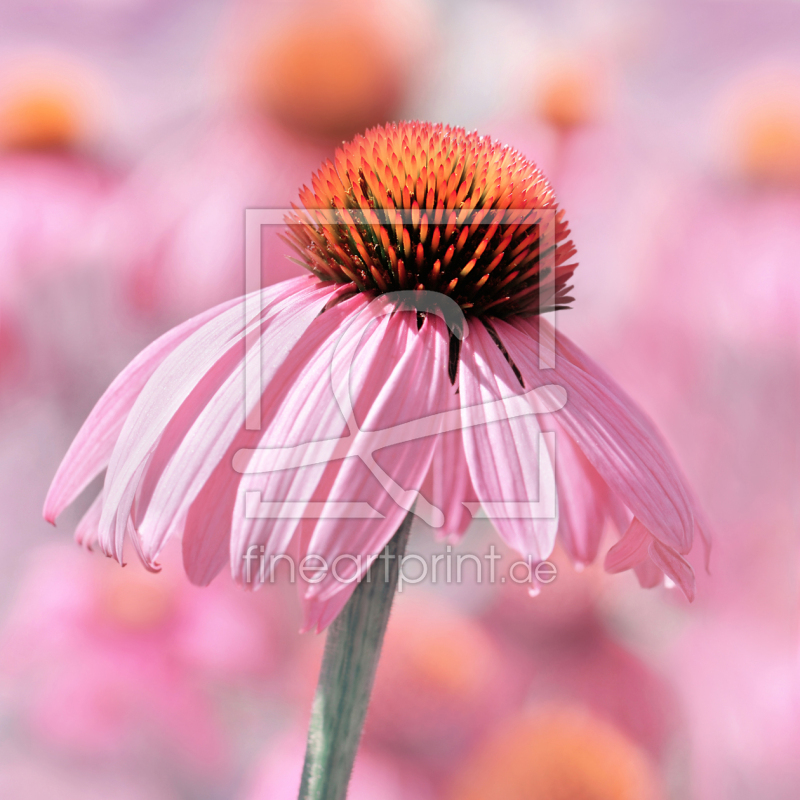 frei wählbarer Bildausschnitt für Ihr Bild auf Mousepad