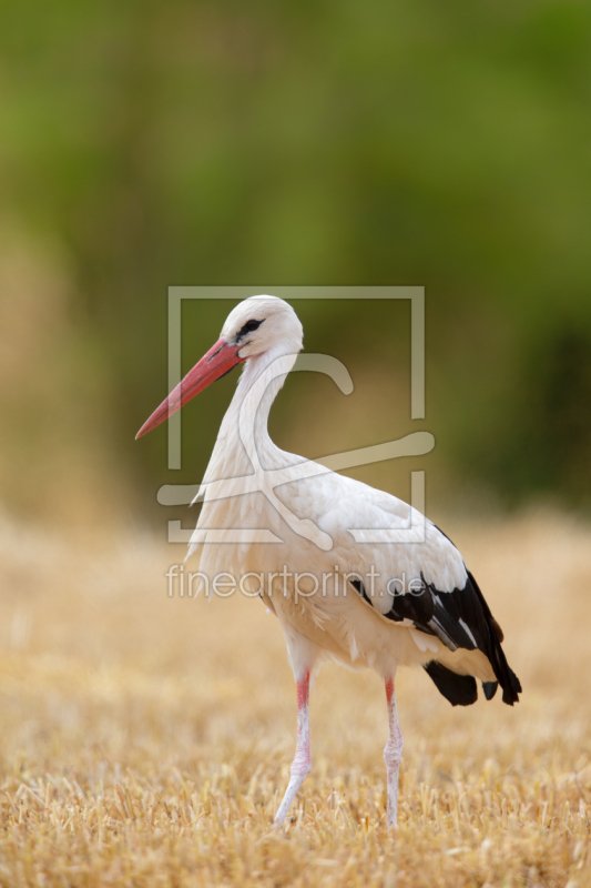 frei w&auml;hlbarer Bildausschnitt f&uuml;r Ihr Bild auf Mousepad