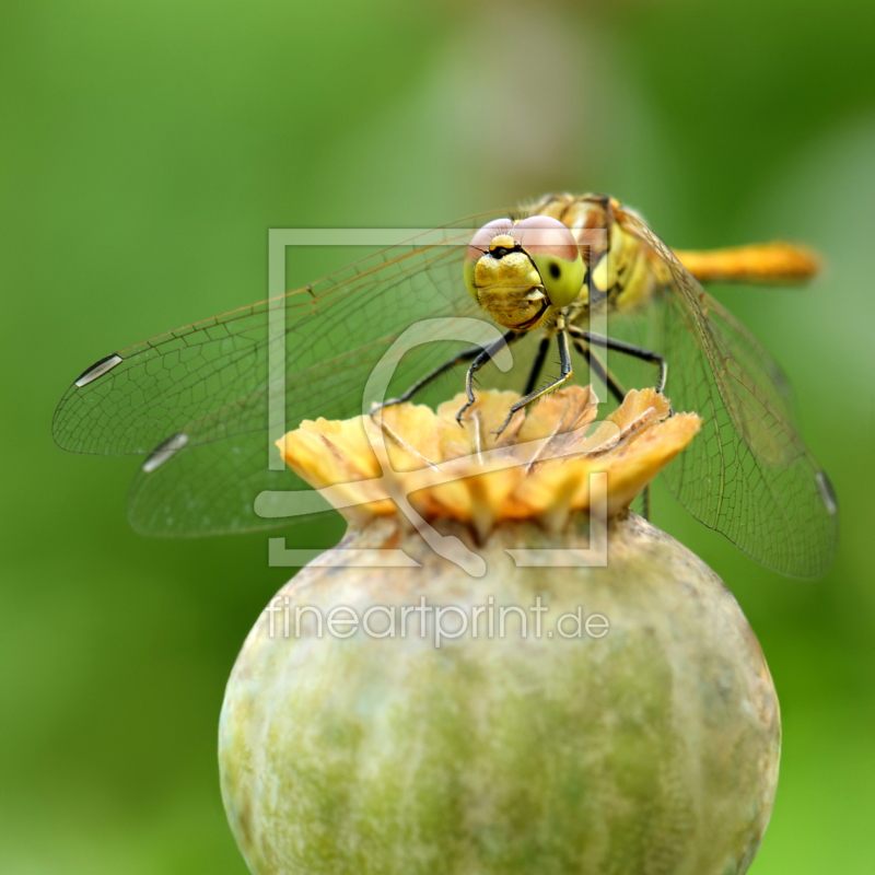 frei w&auml;hlbarer Bildausschnitt f&uuml;r Ihr Bild auf Mousepad