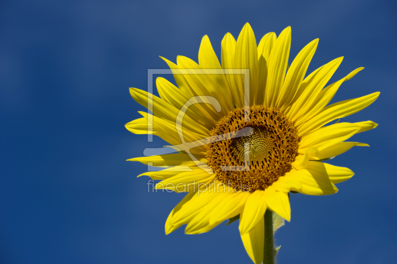 frei w&auml;hlbarer Bildausschnitt f&uuml;r Ihr Bild auf Mousepad