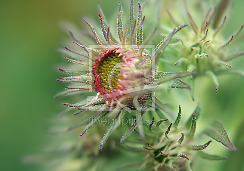 frei wählbarer Bildausschnitt für Ihr Bild auf Papier