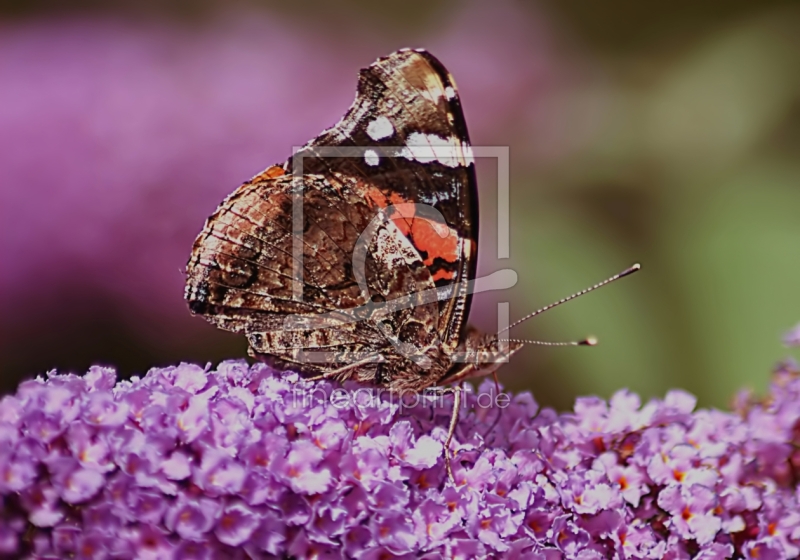 frei wählbarer Bildausschnitt für Ihr Bild auf Papier