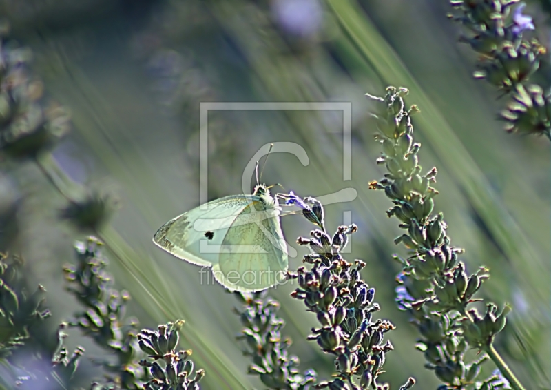 frei wählbarer Bildausschnitt für Ihr Bild auf Papier