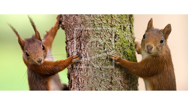 frei wählbarer Bildausschnitt für Ihr Bild auf Papier