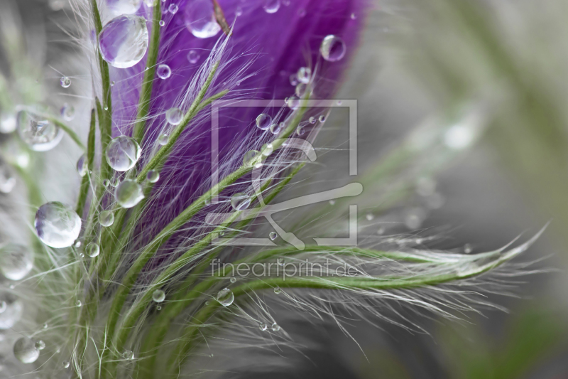 frei wählbarer Bildausschnitt für Ihr Bild auf Papier