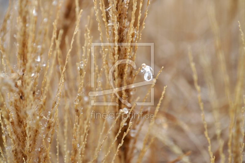 frei wählbarer Bildausschnitt für Ihr Bild auf Papier