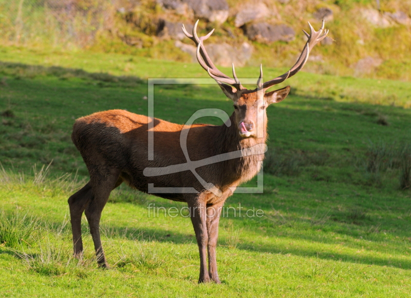 frei wählbarer Bildausschnitt für Ihr Bild auf Papier