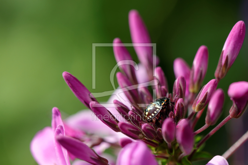 frei wählbarer Bildausschnitt für Ihr Bild auf Papier