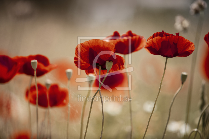 frei wählbarer Bildausschnitt für Ihr Bild auf Papier