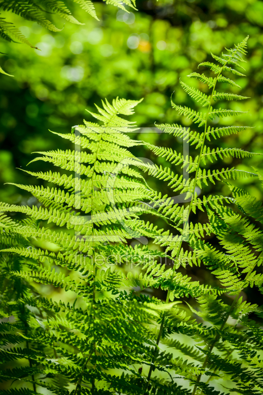 frei wählbarer Bildausschnitt für Ihr Bild auf Papier
