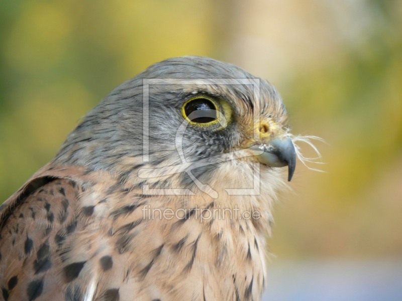 frei wählbarer Bildausschnitt für Ihr Bild auf Papier