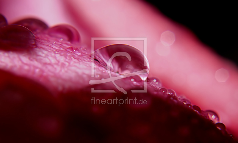 frei wählbarer Bildausschnitt für Ihr Bild auf Papier