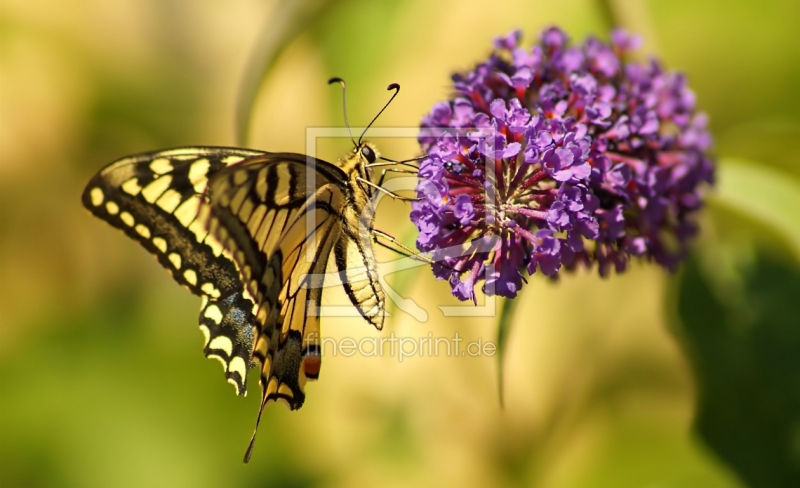 frei wählbarer Bildausschnitt für Ihr Bild auf Papier