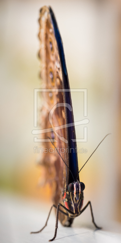 frei wählbarer Bildausschnitt für Ihr Bild auf Papier