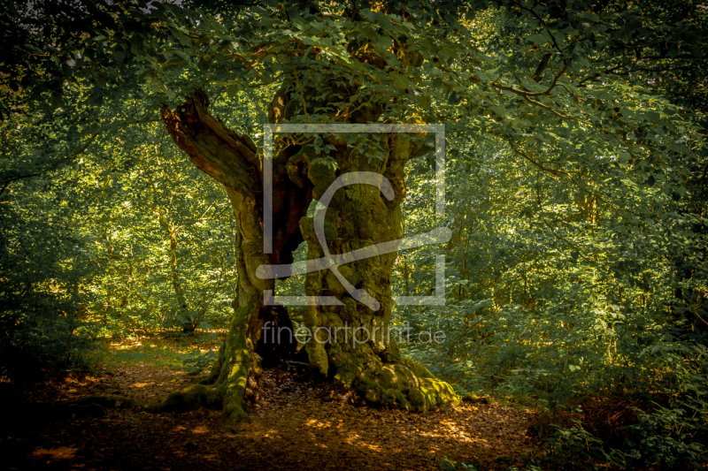 frei wählbarer Bildausschnitt für Ihr Bild auf Papier