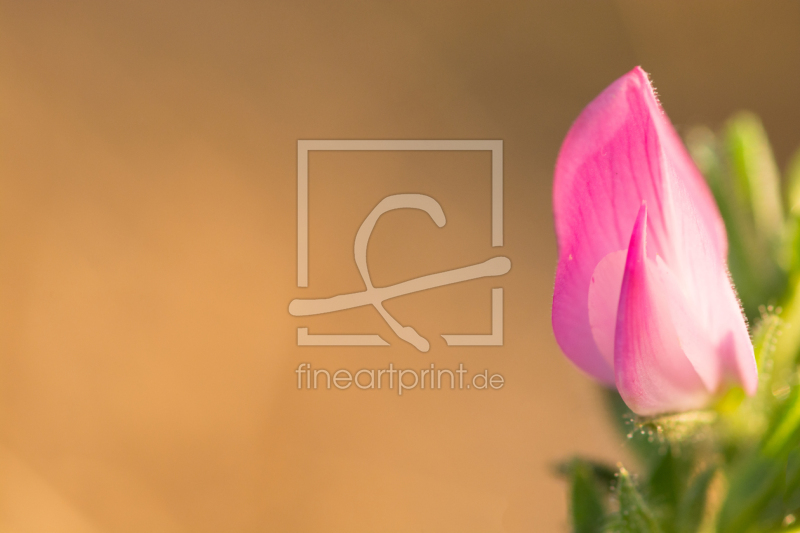 frei wählbarer Bildausschnitt für Ihr Bild auf Papier