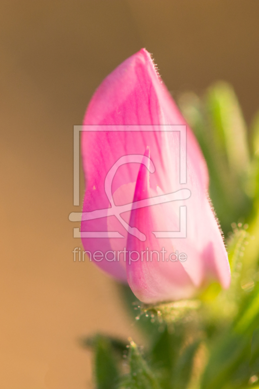 frei wählbarer Bildausschnitt für Ihr Bild auf Papier