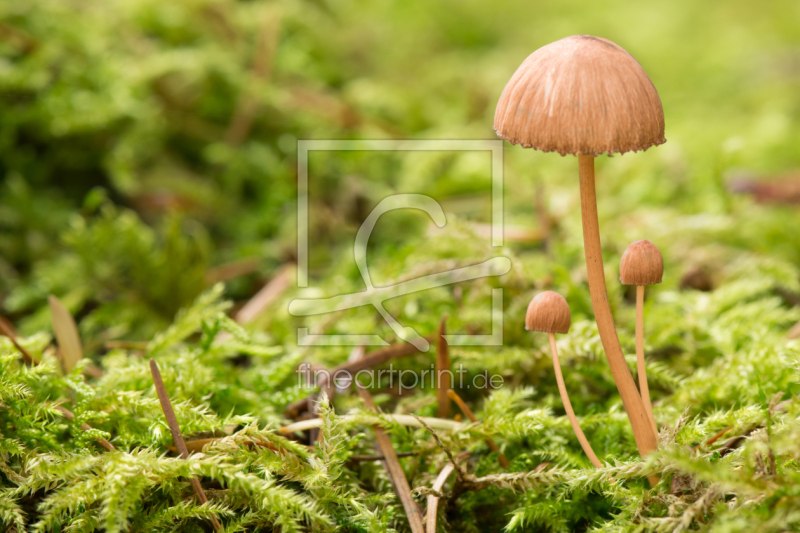 frei wählbarer Bildausschnitt für Ihr Bild auf Papier