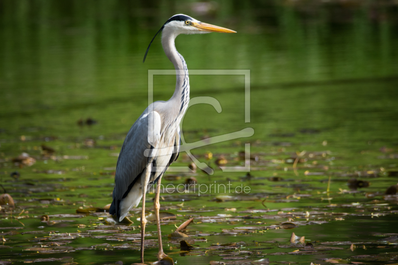 frei wählbarer Bildausschnitt für Ihr Bild auf Papier