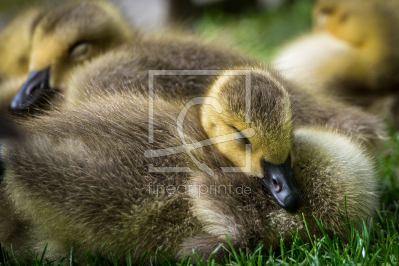 frei wählbarer Bildausschnitt für Ihr Bild auf Papier