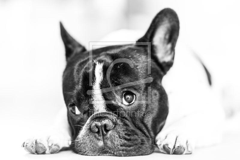 frei wählbarer Bildausschnitt für Ihr Bild auf Papier