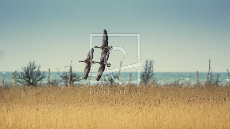 frei wählbarer Bildausschnitt für Ihr Bild auf Papier