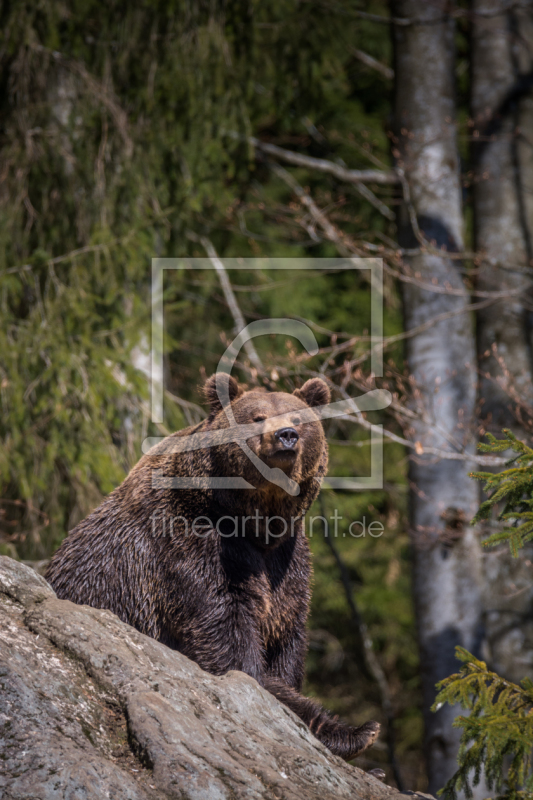 frei wählbarer Bildausschnitt für Ihr Bild auf Papier