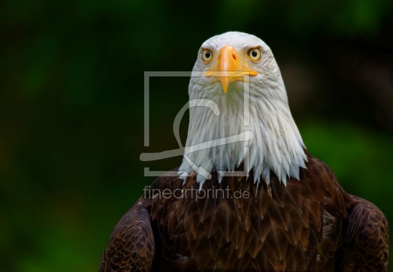 frei wählbarer Bildausschnitt für Ihr Bild auf Papier