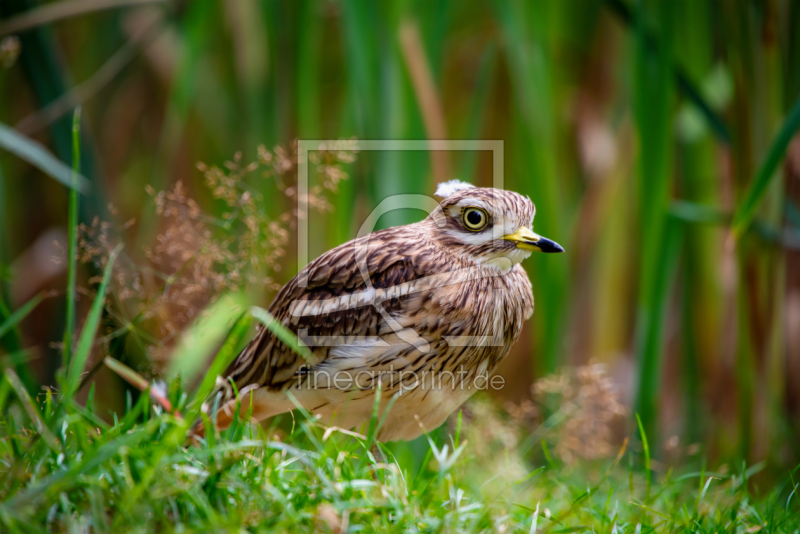 frei wählbarer Bildausschnitt für Ihr Bild auf Papier