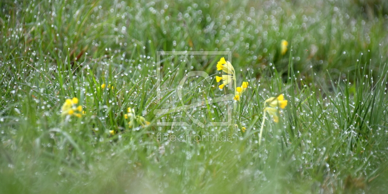 frei wählbarer Bildausschnitt für Ihr Bild auf Papier