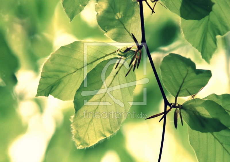 frei wählbarer Bildausschnitt für Ihr Bild auf Papier