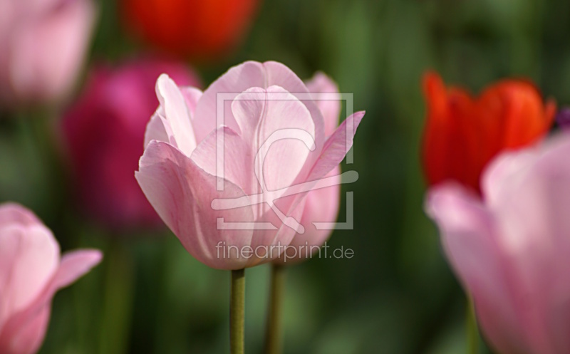 frei wählbarer Bildausschnitt für Ihr Bild auf Papier