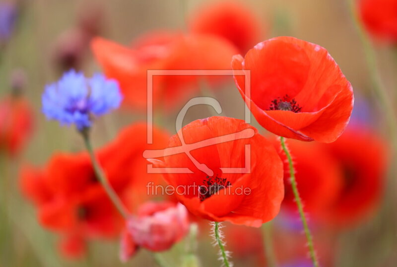 frei wählbarer Bildausschnitt für Ihr Bild auf Papier