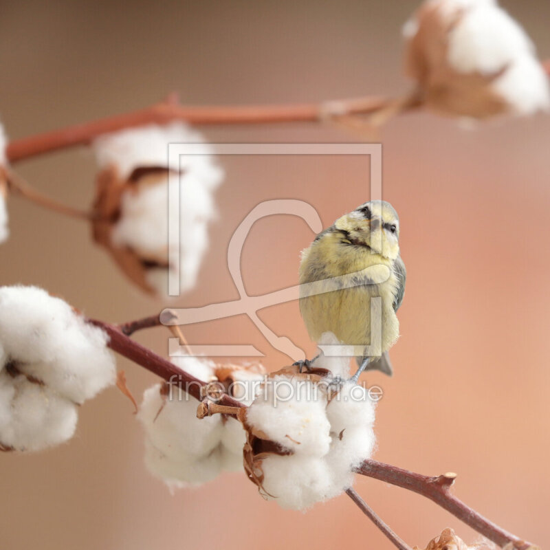frei wählbarer Bildausschnitt für Ihr Bild auf Papier