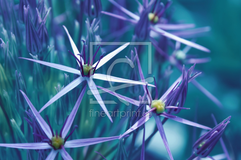 frei wählbarer Bildausschnitt für Ihr Bild auf Papier