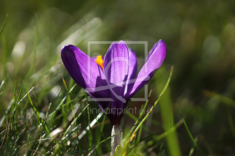 frei wählbarer Bildausschnitt für Ihr Bild auf Papier