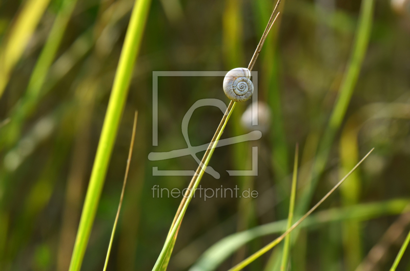 frei wählbarer Bildausschnitt für Ihr Bild auf Papier