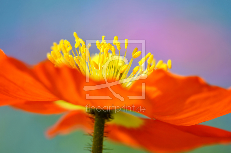 frei wählbarer Bildausschnitt für Ihr Bild auf Papier