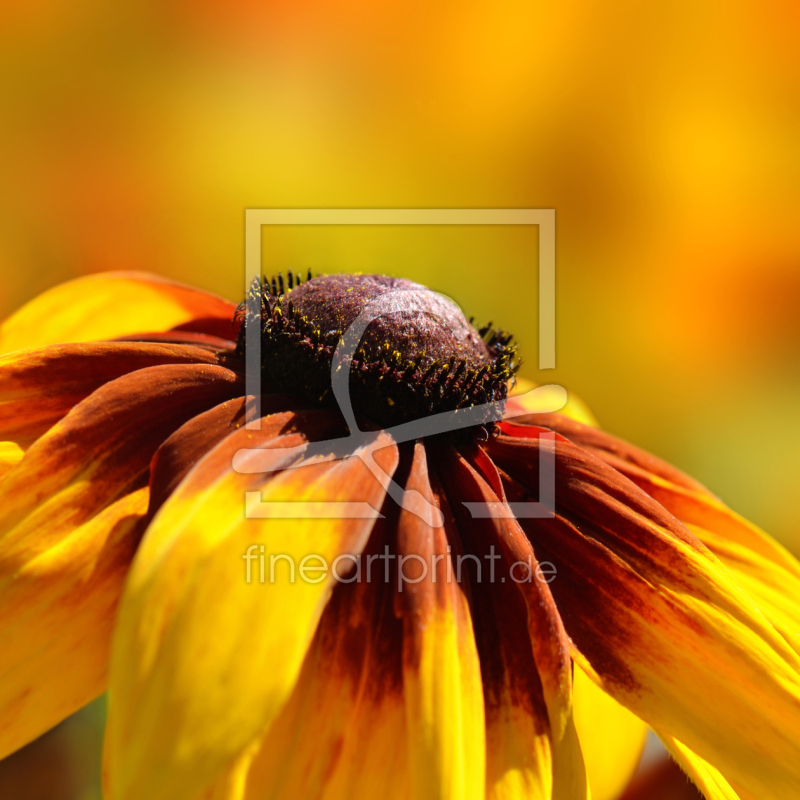 frei wählbarer Bildausschnitt für Ihr Bild auf Papier