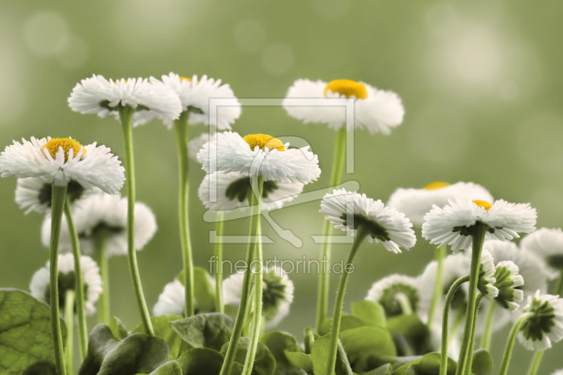 frei wählbarer Bildausschnitt für Ihr Bild auf Papier
