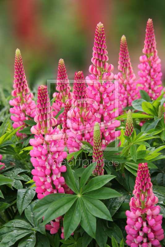 frei wählbarer Bildausschnitt für Ihr Bild auf Papier