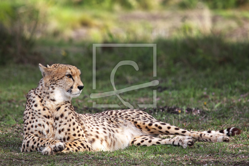 frei wählbarer Bildausschnitt für Ihr Bild auf Papier