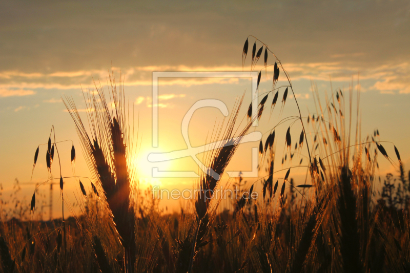 frei wählbarer Bildausschnitt für Ihr Bild auf Papier