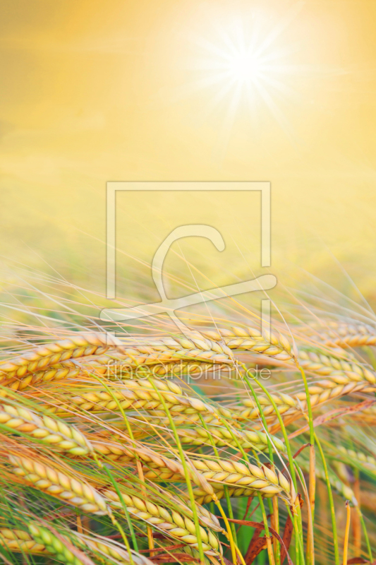 frei wählbarer Bildausschnitt für Ihr Bild auf Papier