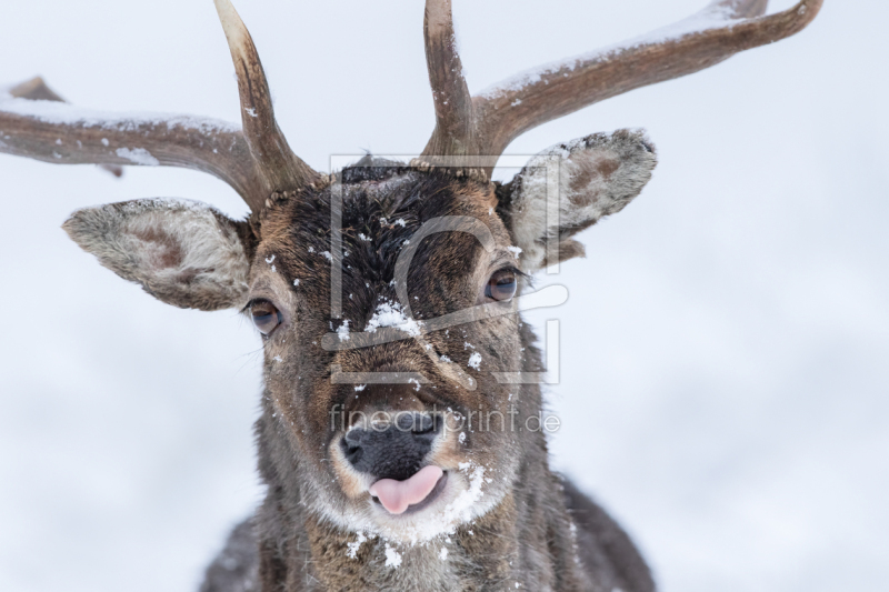 frei wählbarer Bildausschnitt für Ihr Bild auf Papier