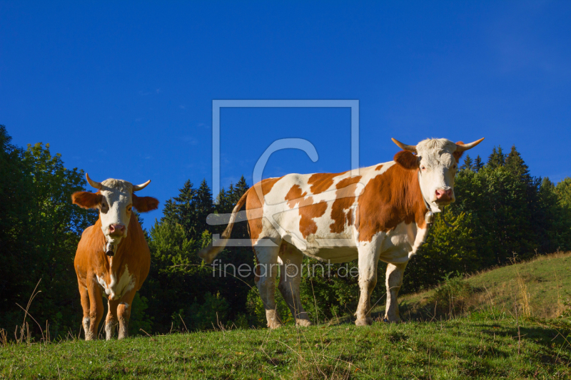 frei wählbarer Bildausschnitt für Ihr Bild auf Papier
