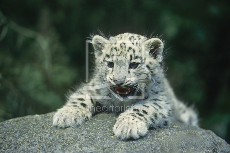frei wählbarer Bildausschnitt für Ihr Bild auf Papier