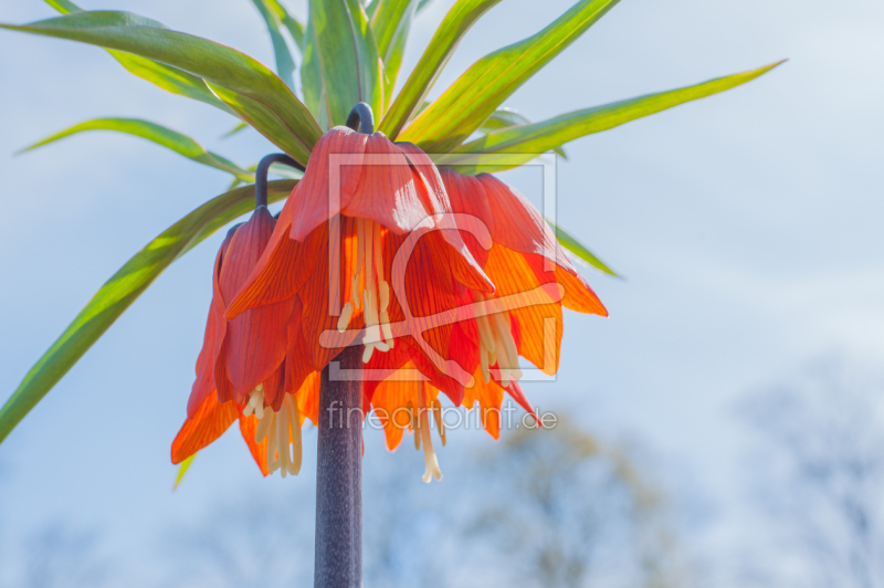 frei w&auml;hlbarer Bildausschnitt f&uuml;r Ihr Bild auf Pillow