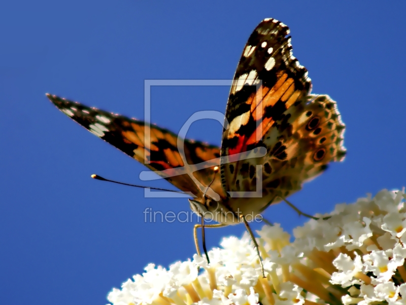frei w&auml;hlbarer Bildausschnitt f&uuml;r Ihr Bild auf Poster